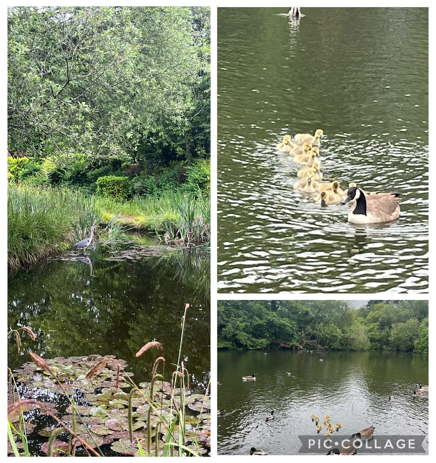 Learn from Nature — You Are Enough — Peace Is Inside You